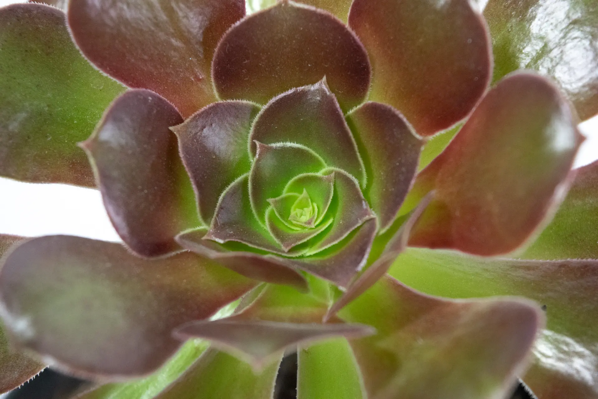 Descripción de la imagen