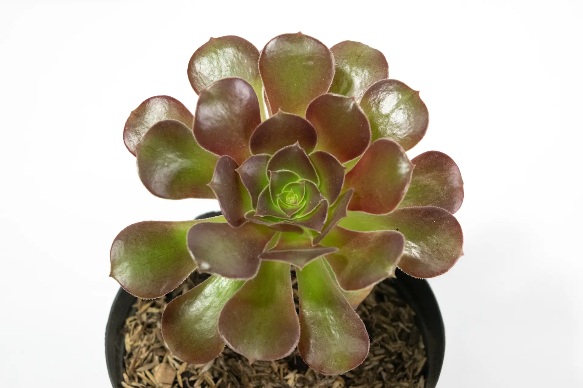 Descripción de la imagen