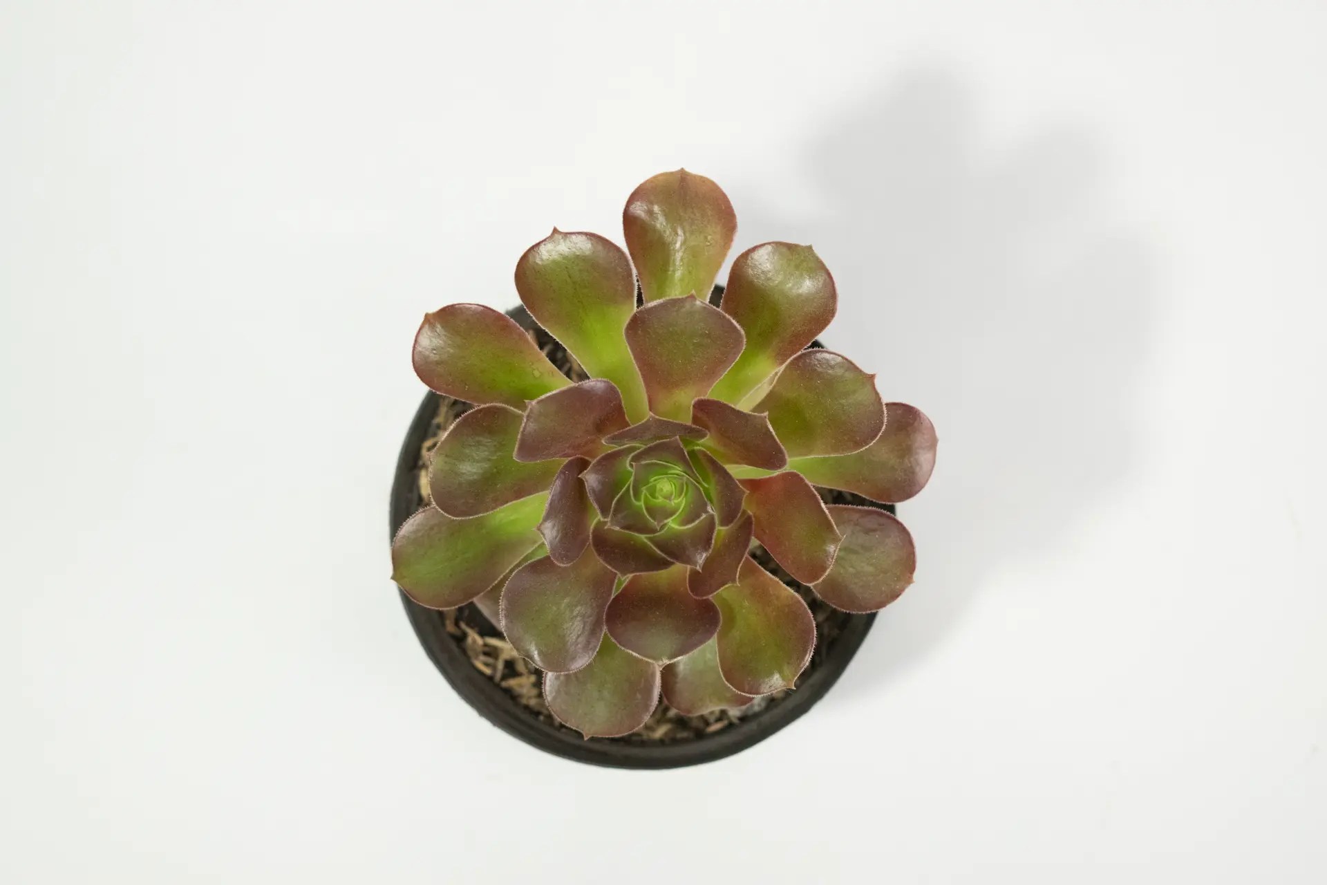 Suculenta rosa negra