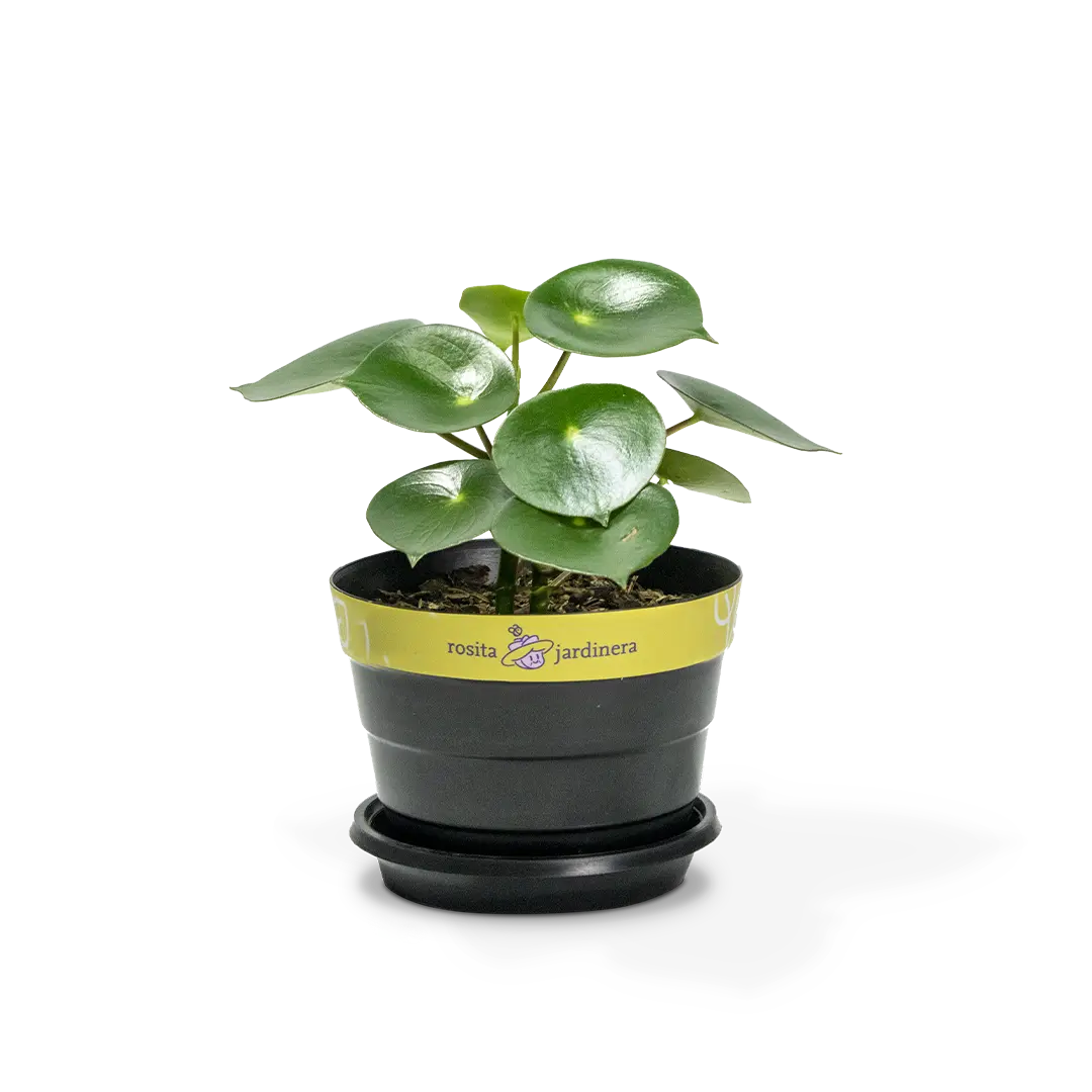 Peperomia gotas de lluvia