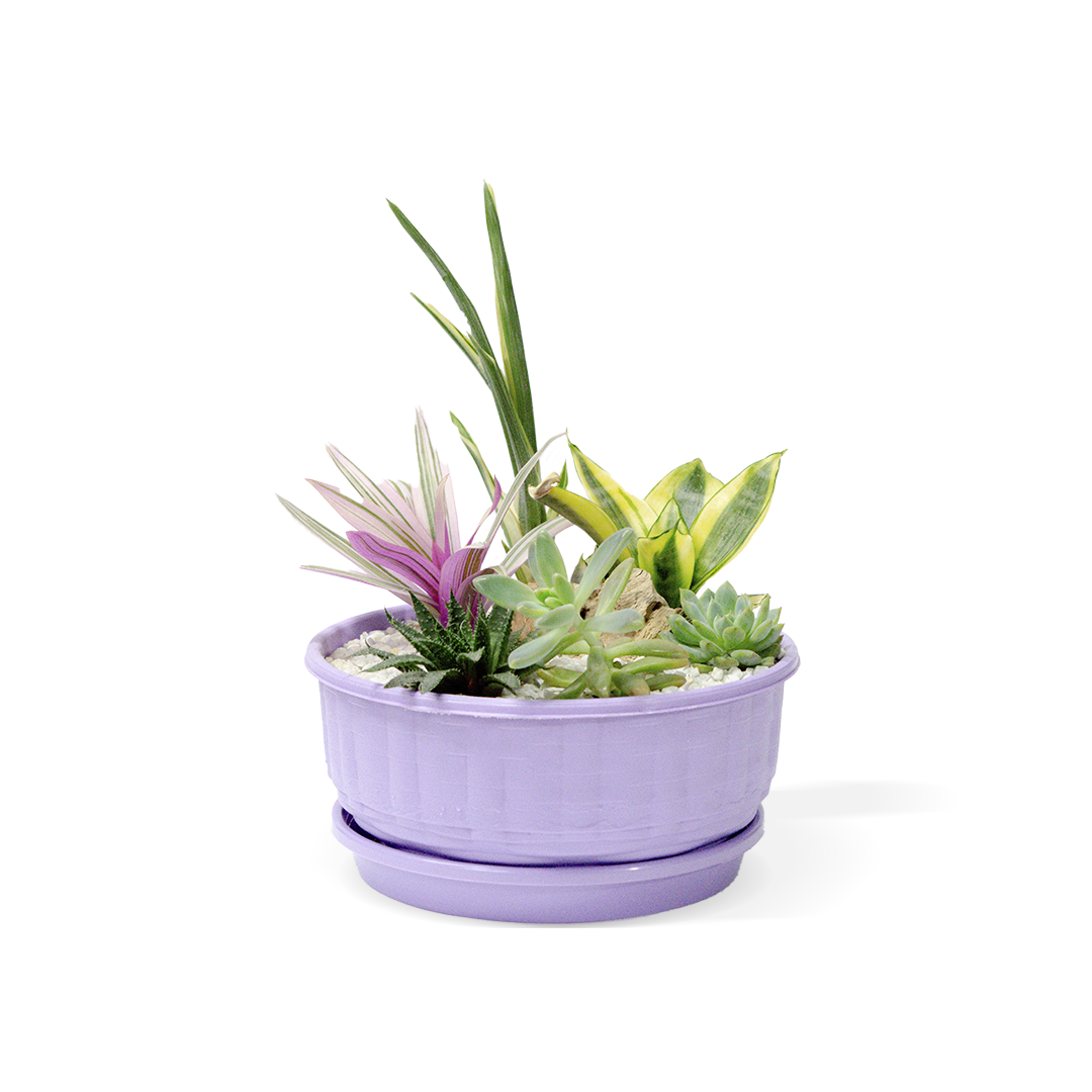 Armonia violeta