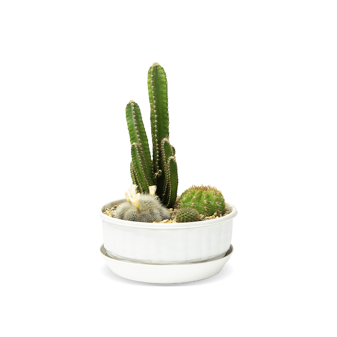 Desierto cereus