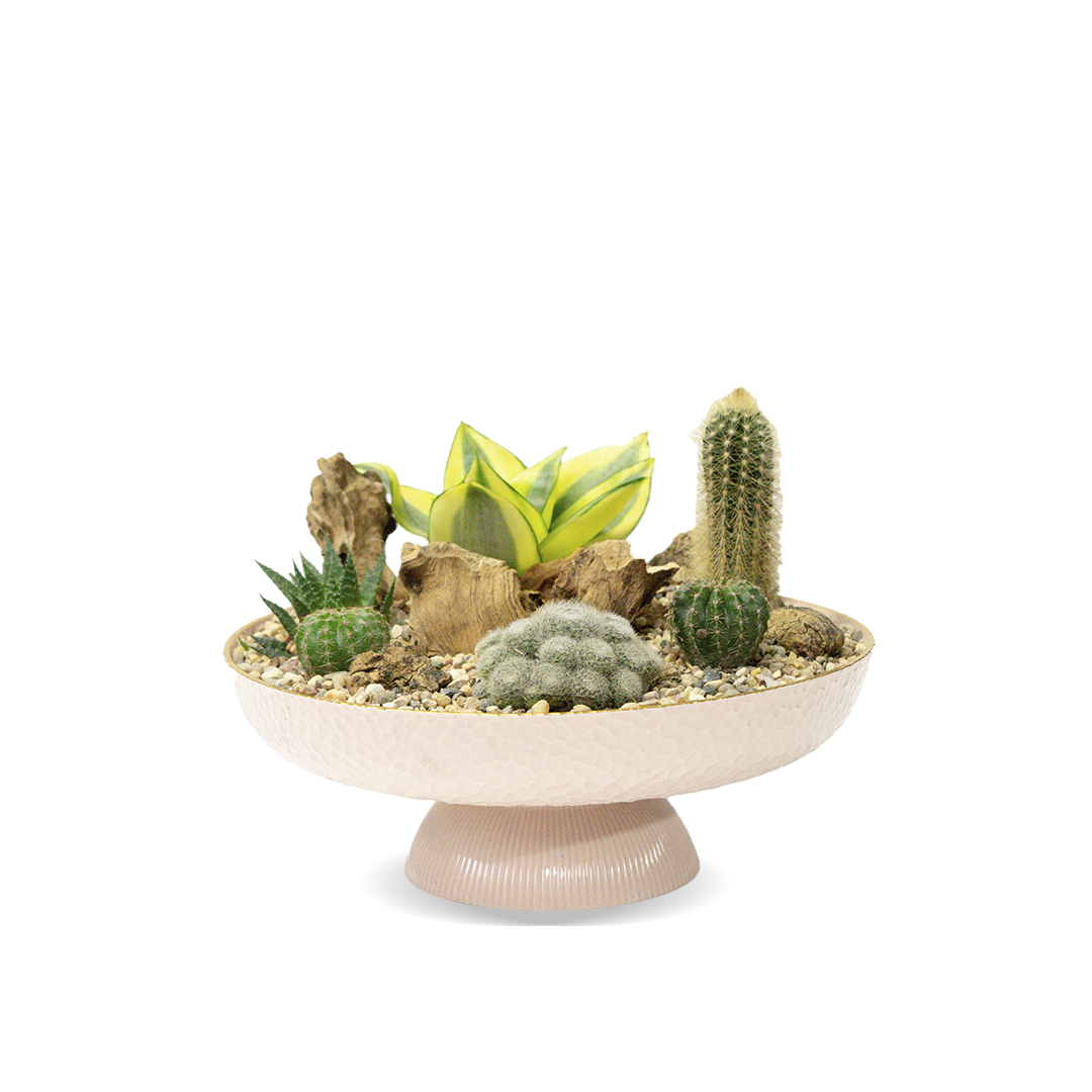 Oasis rosa