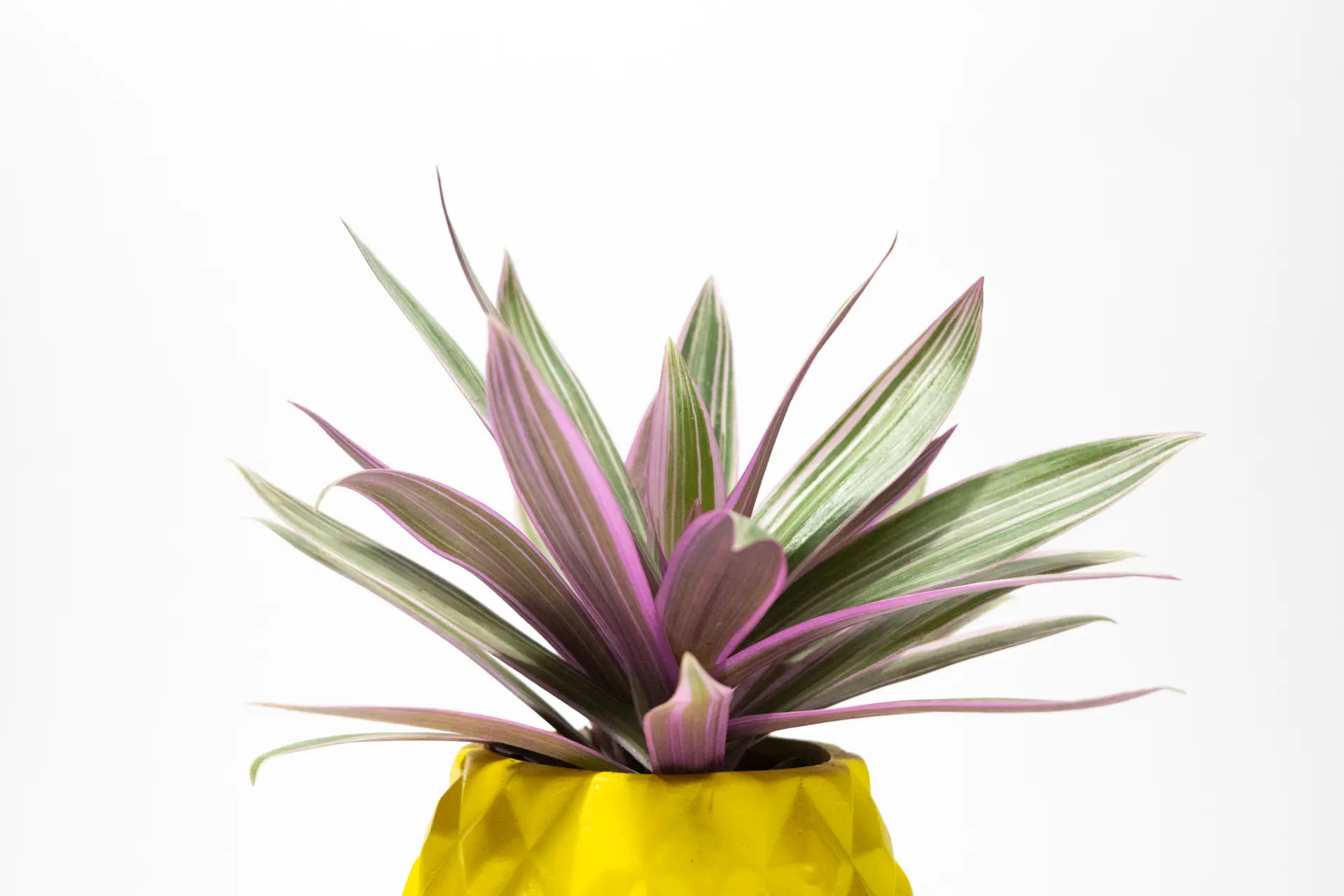 Piña maguey